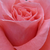 Oranžová-ružová - Záhonová ruža - floribunda - Favorite®